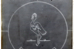 007-05-016_NEG